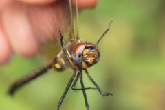 Somatochlora ensigera