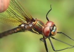 Somatochlora ensigera