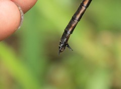 Somatochlora ensigera