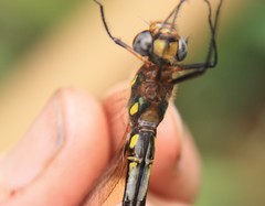 Somatochlora ensigera