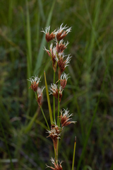 Cladium mariscoides