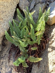 Polystichum scopulinum