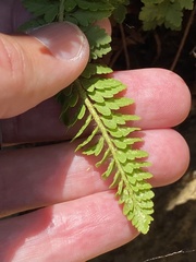 Polystichum scopulinum