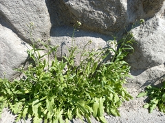 Capsella bursa-pastoris