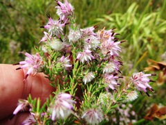 Erica eriocephala