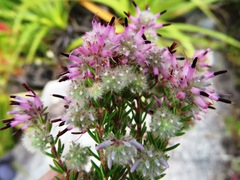 Erica eriocephala