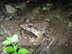 Limnonectes macrodon