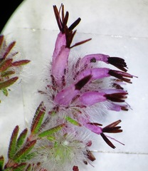 Erica eriocephala