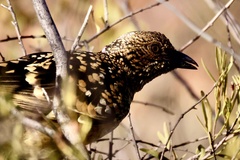Chlamydera guttata