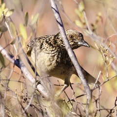 Chlamydera guttata