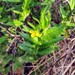 Goodenia amplexans - Photo (c) David Spencer Muirhead, algunos derechos reservados (CC BY-NC), subido por David Spencer Muirhead