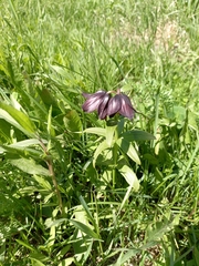 Fritillaria camschatcensis