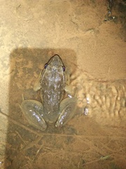 Limnonectes macrodon