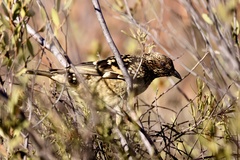 Chlamydera guttata