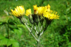 Pilosella glomerata