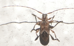 Sternidius mimeticus