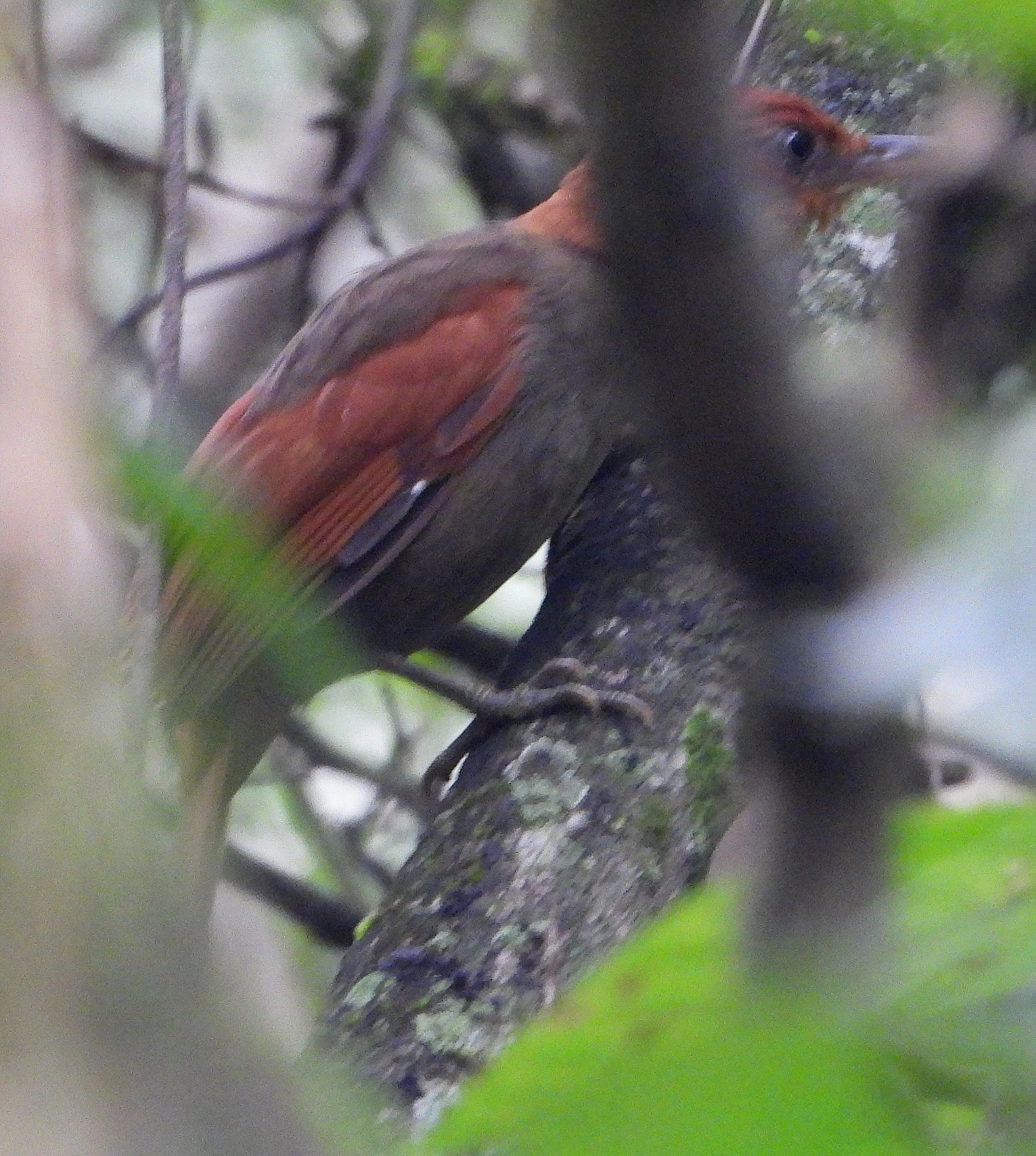 Hylocryptus erythrocephalus image