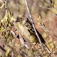 Chlamydera guttata