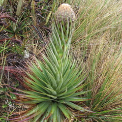 Puya santosii