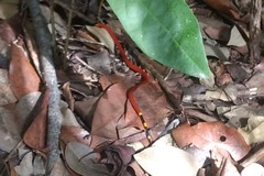 Micrurus diastema alienus