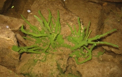 Spongilla lacustris