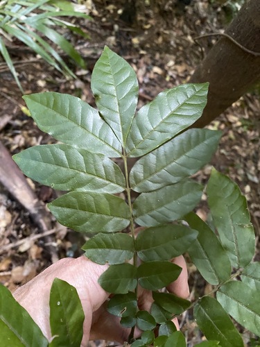 Image of Flindersia xanthoxyla by (c) Greg Tasney, some rights reserved (CC BY-SA)