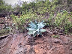 Agave pedunculifera