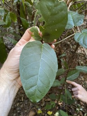 Leichhardtia racemosa
