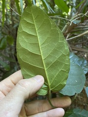 Leichhardtia racemosa