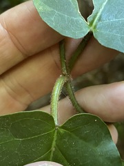 Leichhardtia racemosa