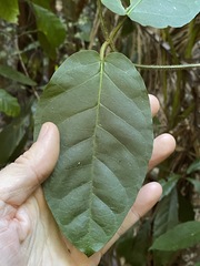 Leichhardtia racemosa