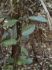 Leichhardtia racemosa