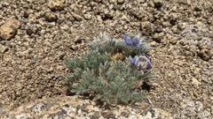 Lupinus breweri bryoides