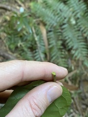 Leichhardtia racemosa