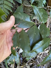 Elaeodendron australe australe