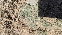 Lupinus breweri bryoides