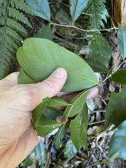Elaeodendron australe australe