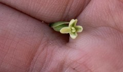 Platanthera unalascensis