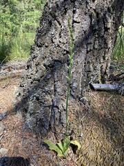 Platanthera unalascensis