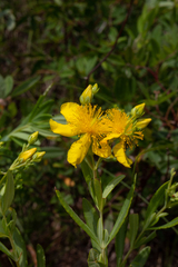 Hypericum kalmianum