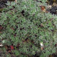 Geranium sibbaldioides