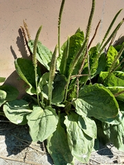 Plantago major