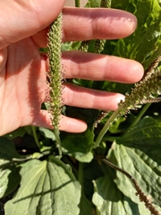 Plantago major