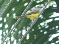 Tyrannus melancholicus