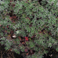 Geranium sibbaldioides