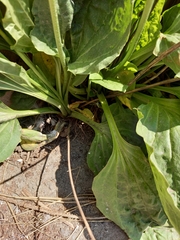 Plantago major