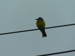 Tyrannus melancholicus