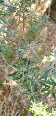 Olearia axillaris