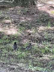 Spodiopsar cineraceus