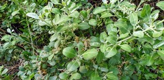 Chenopodium parabolicum
